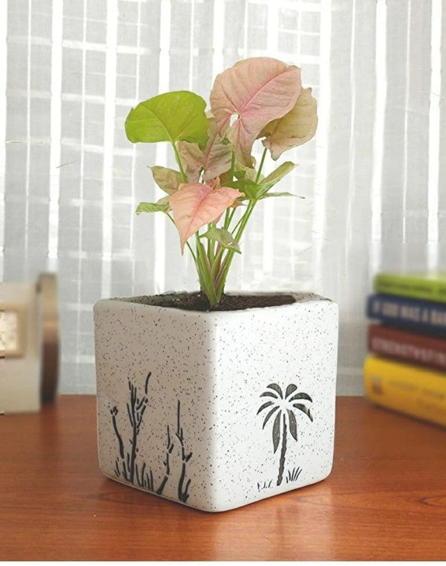 GreyFOX || Ceramic Painted Square Multipurpose Pot || Succulent Pot Indoor || Desktop Flower Planter || Home Decor