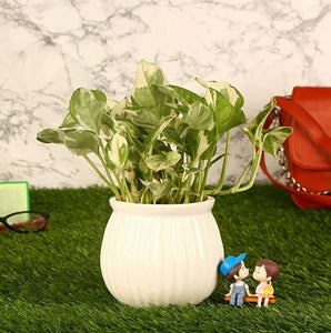 GreyFOX || Ceramic Garlic Shaped Pot || Succulent Pot Indoor || Desktop Flower Planter || Home Decor