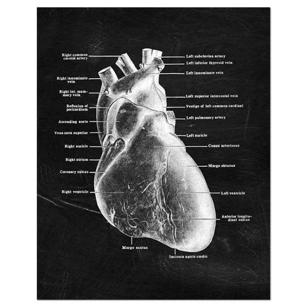 Muscle Foot Bone Wall Art Heart Anatomy Skeleton Canvas Painting Nordic Posters And Prints room Pictures For Doctor Office Decor